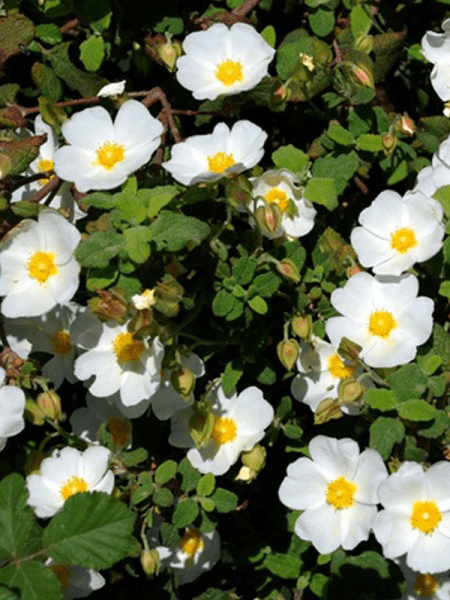 Des images de diff�rentes plantes